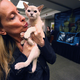 Illustration for article titled Meet Cats With Attitude At Meet The Breeds